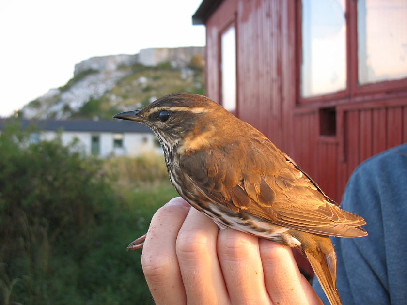 Redwing, Sundre 20090806